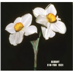 Narcissus Albany (1931)